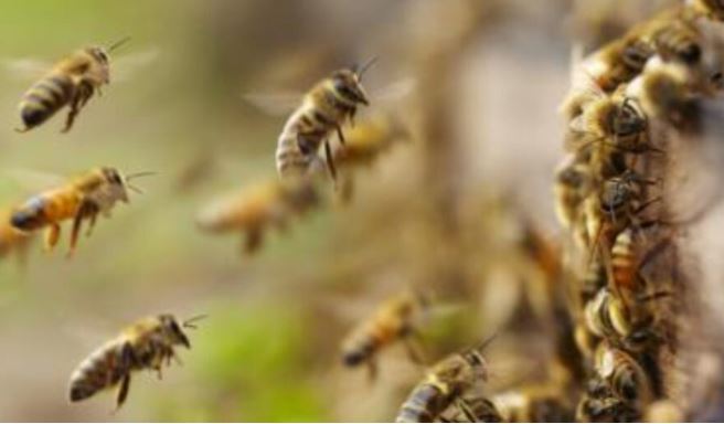 Un enjambre de abejas africanas alarman a los conductores de los carritos de Pomona