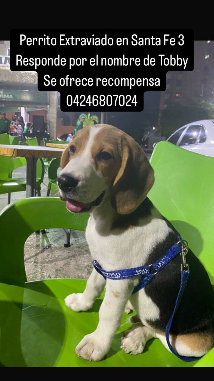 Se extravió perro en Villa Santa Fe 3: Sus dueños ofrecen recompensa