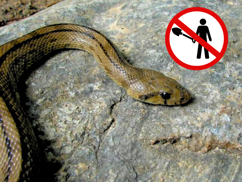 Si se te aparece una serpiente en casa o sitio urbano de Maracaibo no la ataques