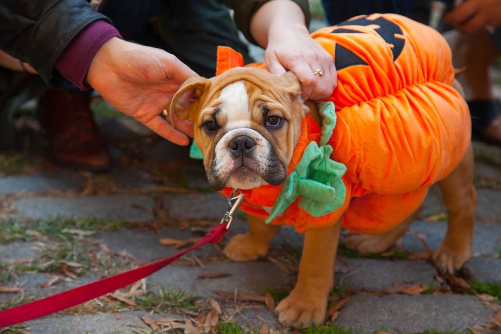 Nueva York celebra Halloween con un desfile canino