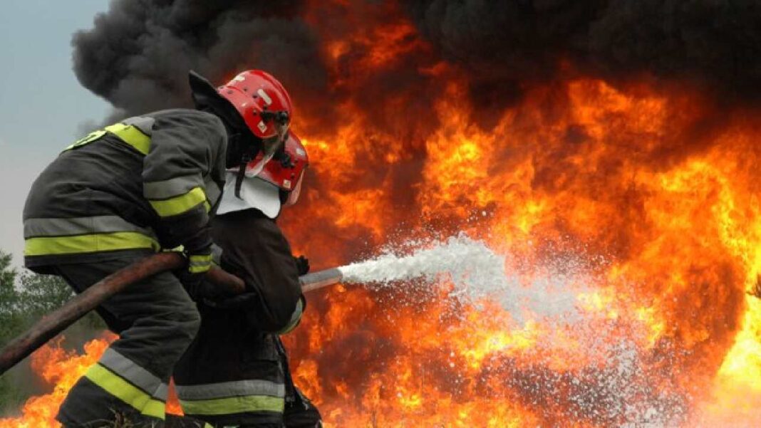 Bomberos venezolanos rescataron 100 especies de fauna silvestre en Bolivia durante incendios