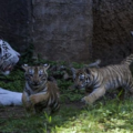 Dos tigres de bengala estrenan un santuario en el zoológico de Guatemala