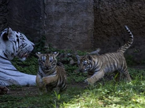 Dos tigres de bengala estrenan un santuario en el zoológico de Guatemala