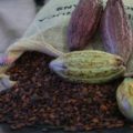 Venezuela celebra este primero de octubre el Día Nacional del Cacao