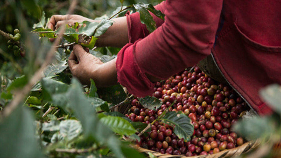 Sector cafetalero del país registra importante incremento en su producción