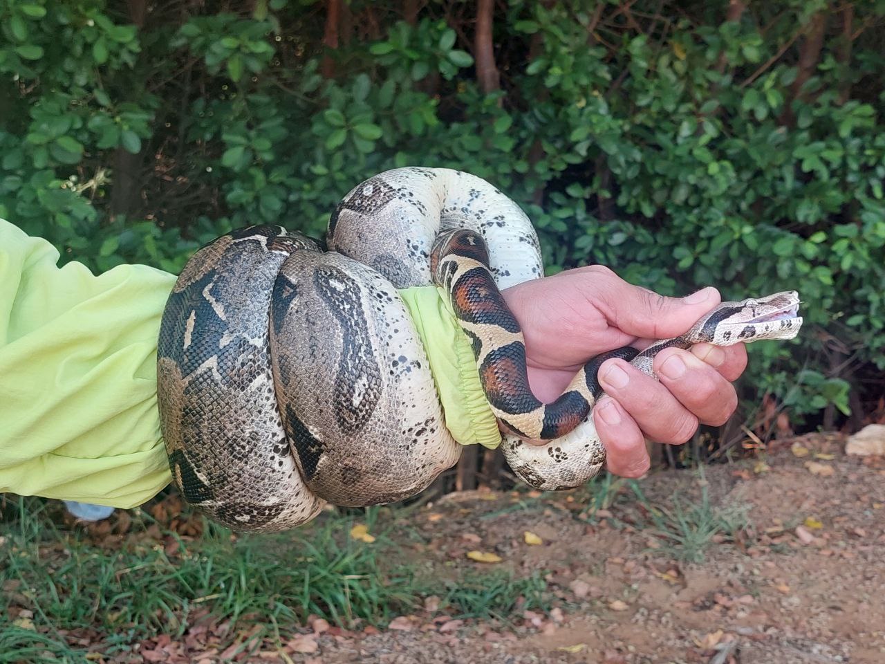 Liberan a serpiente tragavenado en la Vereda del Lago, su hábitat natural