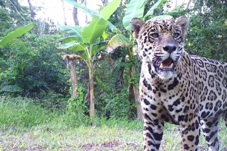 Hallan jaguar en Campo Boscán