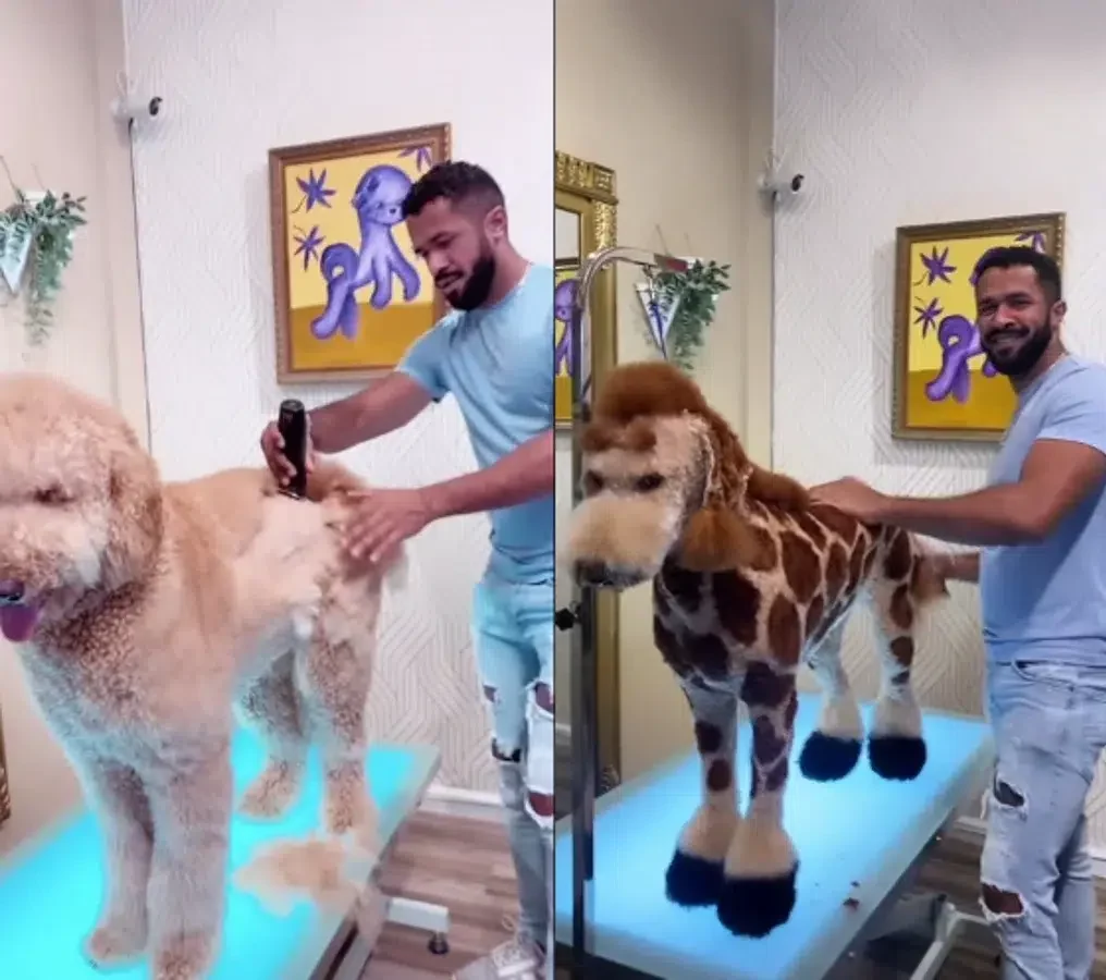 Arte real ‘no tóxico’ viraliza a un peluquero de mascotas en Brasil