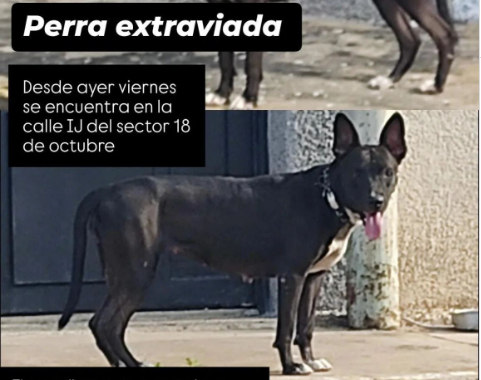 Buscan a perrita perdida en el sector 18 de octubre en Maracaibo