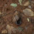 Reaparece en varios municipios del Zulia el caracol africano tras las intensas lluvias