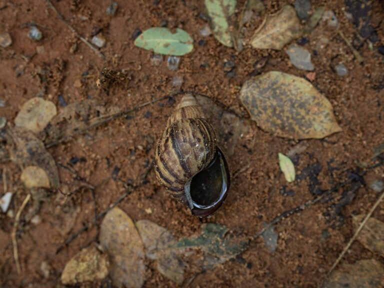 Reaparece en varios municipios del Zulia el caracol africano tras las intensas lluvias