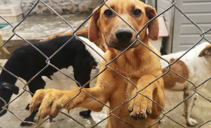 Arrojaron comida envenenada en un refugio de animales en Maracay: Cinco murieron