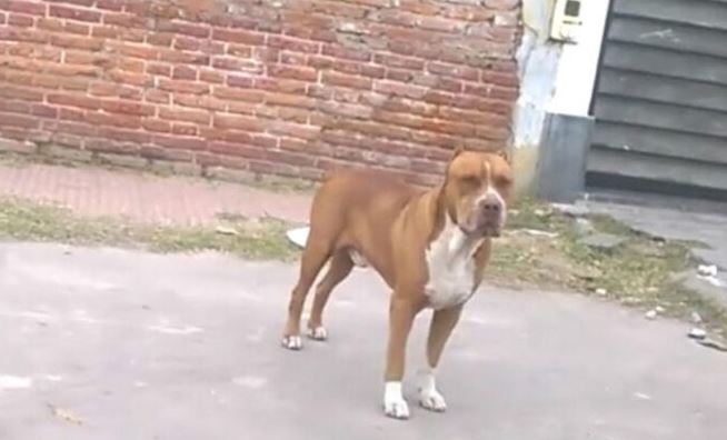 Pitbull desfigura el rostro de un niño de 3 años en Maturín