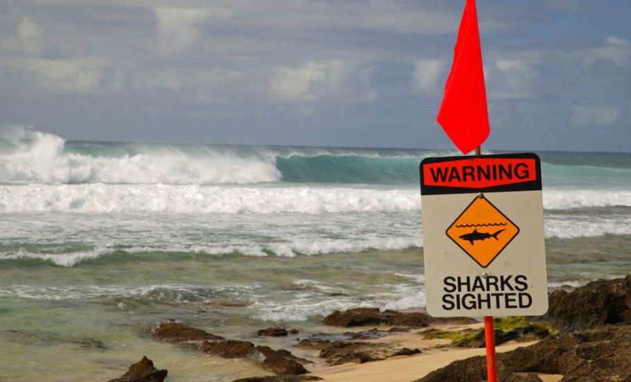 Tiburón le arrancó la pierna a un surfista en Hawái