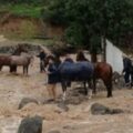 Perros y caballos fueron rescatados de las inundaciones de un club hípico en Málaga