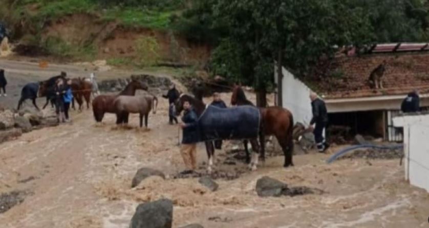 Perros y caballos fueron rescatados de las inundaciones de un club hípico en Málaga