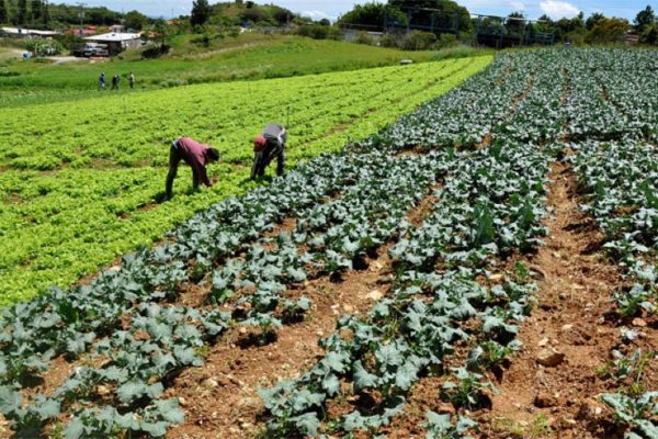 Fedeagro: Productores agrícolas venezolanos buscan financiamiento para impulsar la producción