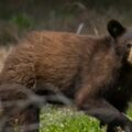 Estaban cazando, mataron un oso en un árbol, le cayó encima a uno de ellos y lo mató … de no creer