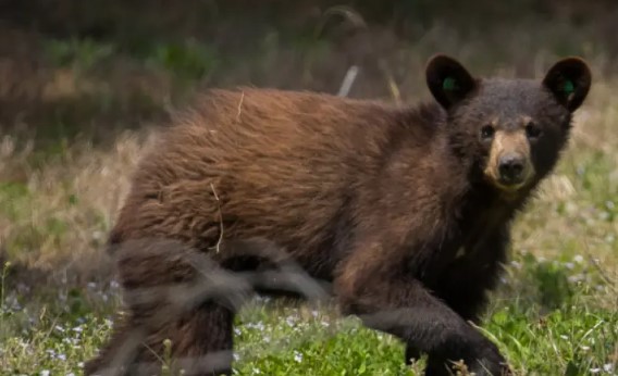 Estaban cazando, mataron un oso en un árbol, le cayó encima a uno de ellos y lo mató … de no creer