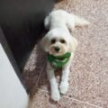 Se solicita ayuda para la búsqueda de perrito ‘Chiquito’