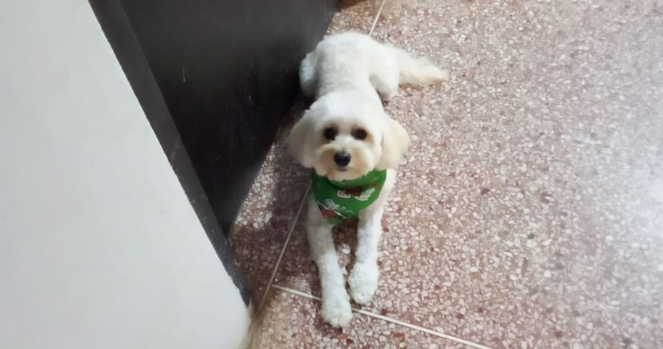 Se solicita ayuda para la búsqueda de perrito ‘Chiquito’