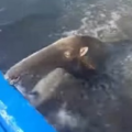 Rescataron un oso hormiguero gigante en la laguna de Ologa en Zulia: Casi se ahoga