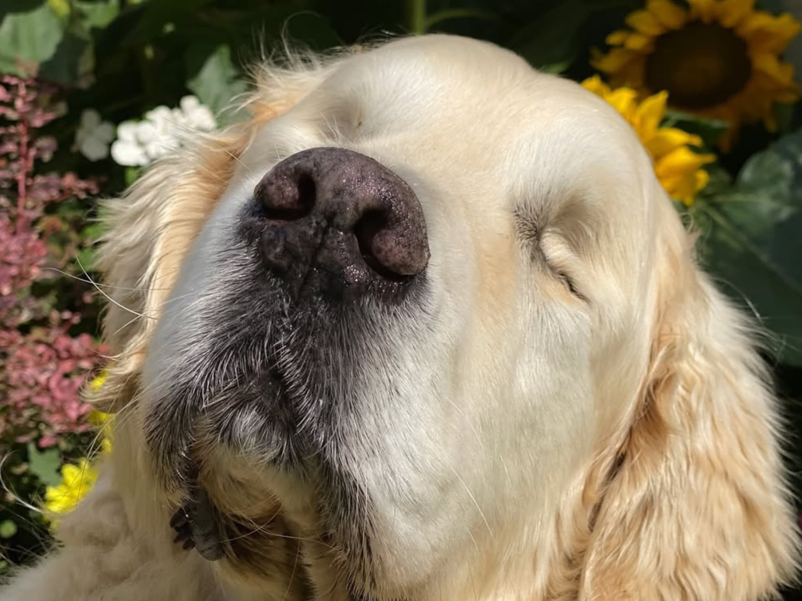 Tao fue un perrito ciego, pero, feliz porque contaba con su propio guía: Esta es su historia