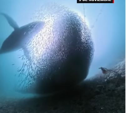 Se le cayó la cámara al mar y grabó de manera increíble a una ballena jorobada