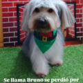 Este perrito se perdió en los alrededores de Monte Bello: Responde al nombre de Bruno