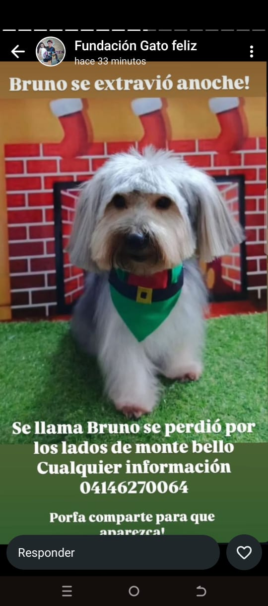 Este perrito se perdió en los alrededores de Monte Bello: Responde al nombre de Bruno