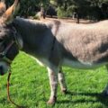 Adiós a Perry, el burro que inspiró al icónico personaje de Shrek