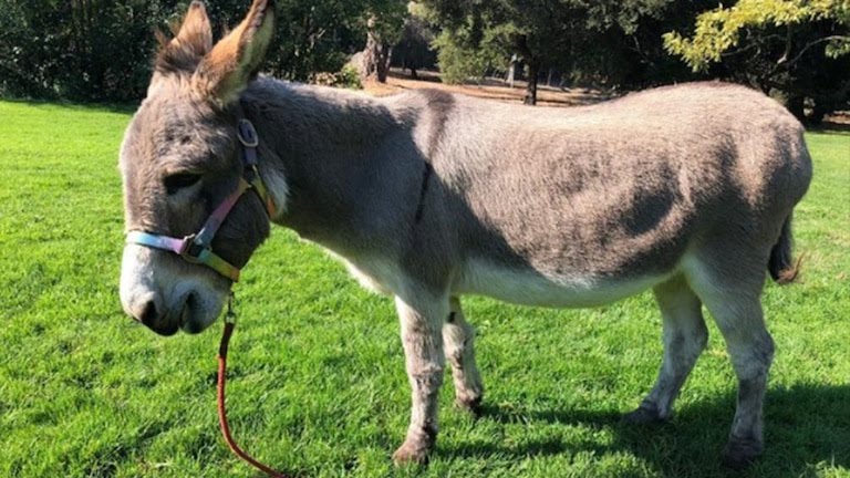 Adiós a Perry, el burro que inspiró al icónico personaje de Shrek