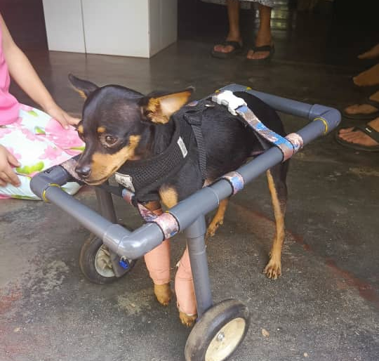 Perrito atropellado en El Pescadito fue enyasado: Buscan colaboradores para hacerle un carrito