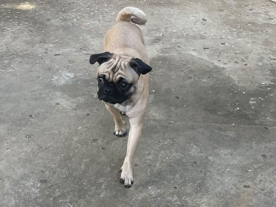 ¡Se busca a Canela! Pug Carlino fue vista por última vez en la Urbanización San Rafael