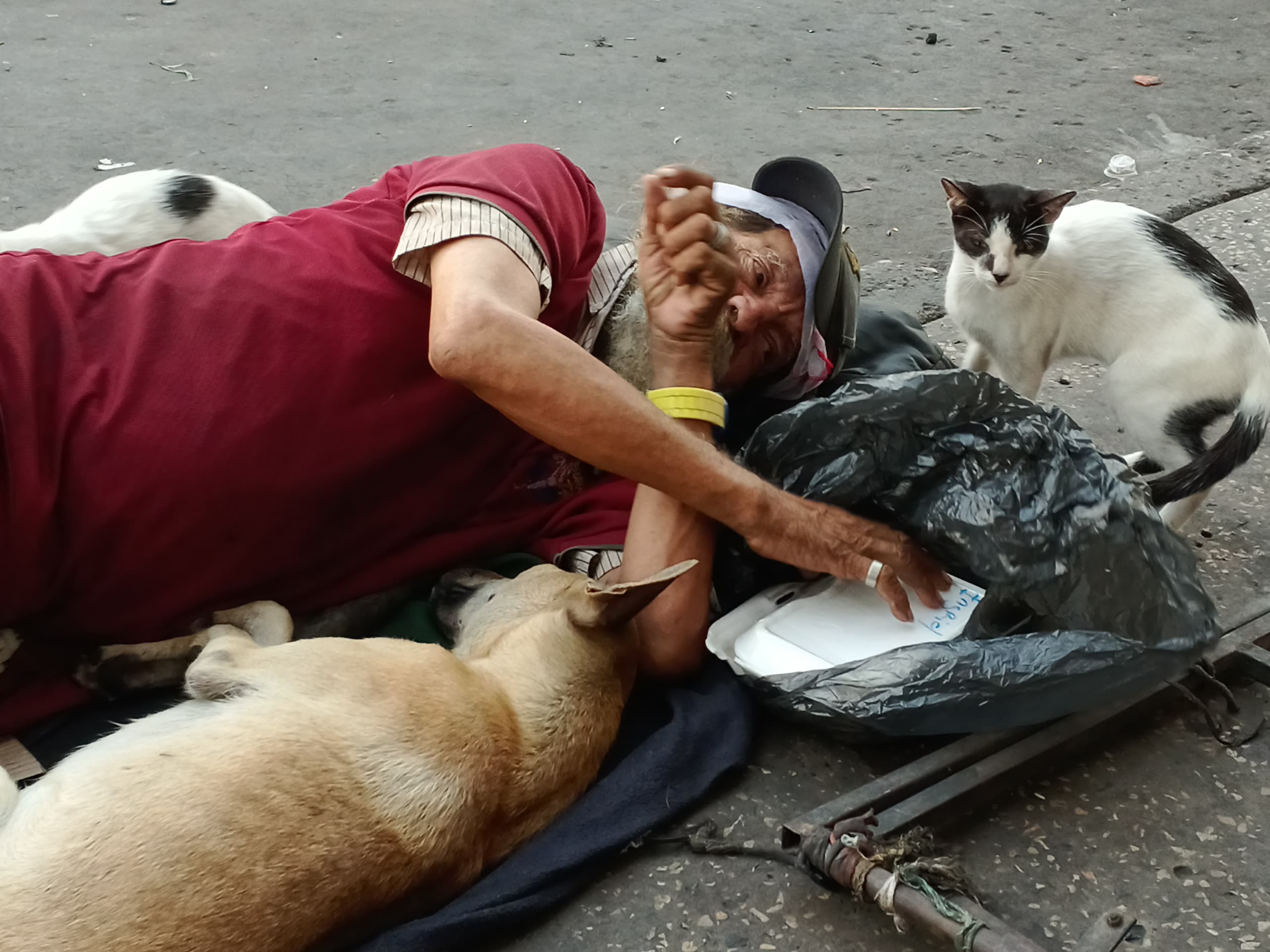 Dos gatos y una perra acompañan en la calle al payasito más triste del centro de Maracaibo