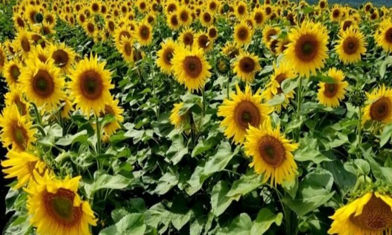 Producirán aceite comestible con los girasoles de Portuguesa