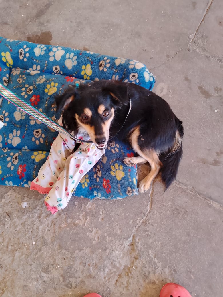 Perrito atropellado en El Pescadito busca a sus dueños