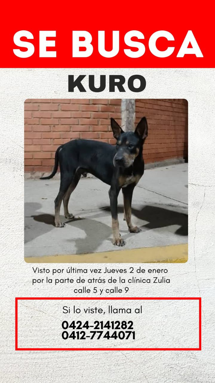 Servicio público: Se busca a Kuro