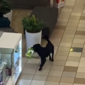 Perrito se viraliza por ser perseguido en un centro comercial tras robar un peluche