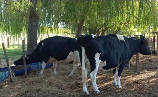 Muerto hombre tras ser pateado por una vaca al intentar violarla en Brasil