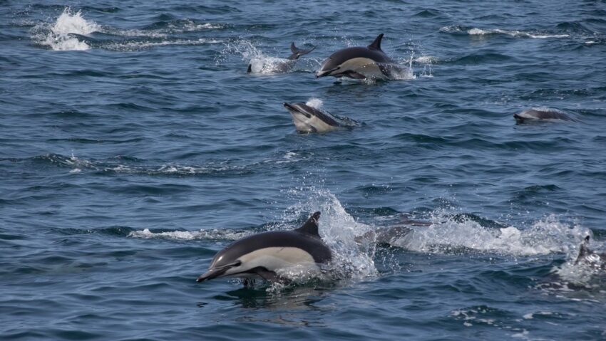 Graban con dron a dos mil delfines saltando frente a las costas de California