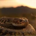 Curandero le inyectó orine de venado a un joven luego de ser mordido por una serpiente 