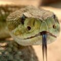 Curandero le inyectó orine de venado a un joven luego de ser mordido por una serpiente 