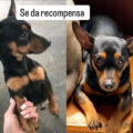 Se extravió Tommy en el sector Gallo Verde: Se ofrece recompensa