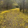 La floración de los curarires engalanará el Jardín Botánico de Maracaibo el próximo fin de semana