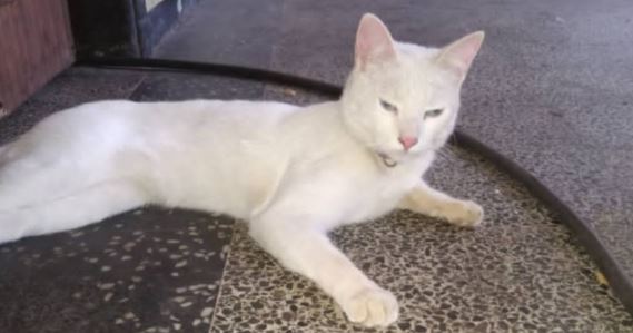 Apareció Kimba, el gato por el que lloraban los niños de la C-2 de Maracacibo