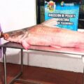 Pescadora captura a un pez Lau Lau de 121 kg en Anzoátegui