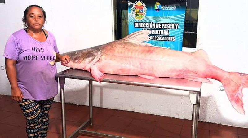 Pescadora captura a un pez Lau Lau de 121 kg en Anzoátegui