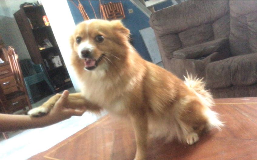 Akira se extravió y su dueña la busca en Maracaibo